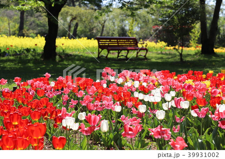 チューリップと菜の花　ハイジの村 39931002