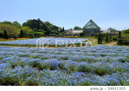 ネモフィラの花畑 清水公園 花ファンタジア 4月 千葉県野田市の写真素材