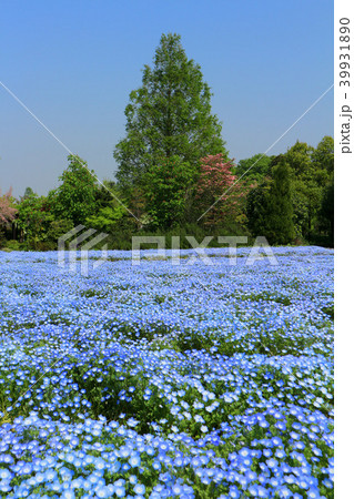 ネモフィラの花畑 清水公園 花ファンタジア 4月 千葉県野田市の写真素材