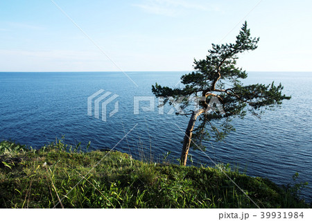 Lone standing pine tree on the shore. Ladoga lake. 39931984