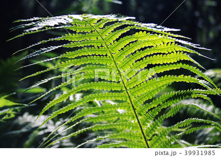 Fern leaf in the woods. Common bracken. Summertime 39931985