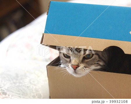箱の中の猫の写真素材