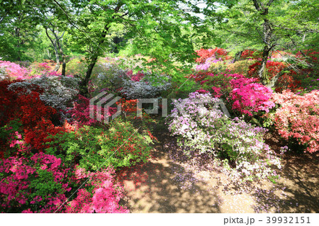 ツツジの名所 清水公園のツツジの花 4月 千葉県野田市の写真素材