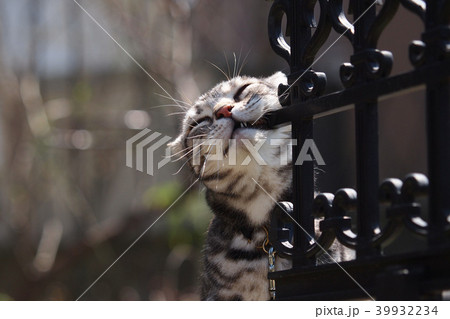 フェンスに顔をこすりつける猫 フェンスに顔をこすりつける猫 39932234