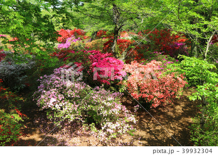 ツツジの名所、清水公園のツツジの花（4月）千葉県野田市 39932304