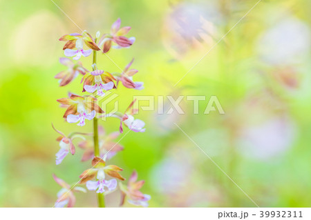 エビネの花 エビネの花 39932311