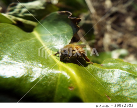 ミツバチ 39932902