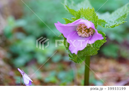 山野草 シラネアオイ 花 山野草 シラネアオイ 花 39933199