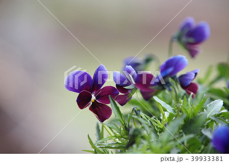 ビオラ 39933381