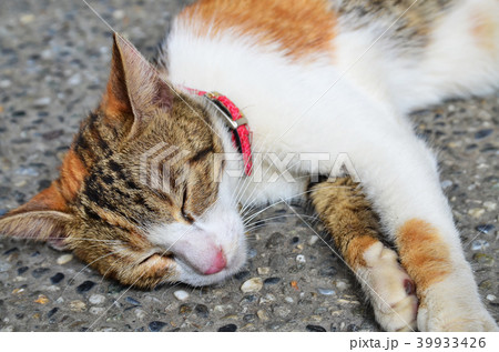 猫 ねこ ネコ 39933426