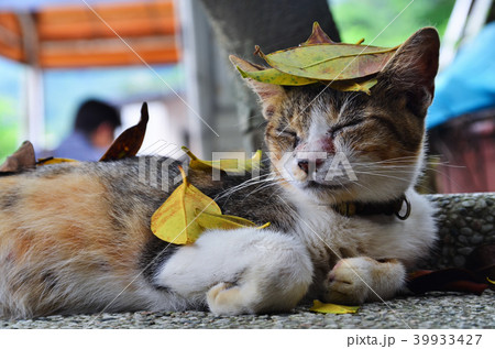 猫 ねこ ネコ 39933427