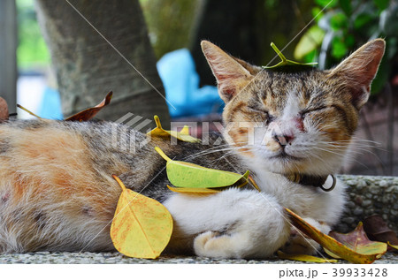 猫 ねこ ネコ 39933428