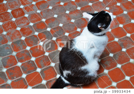 猫 ねこ ネコ 39933434