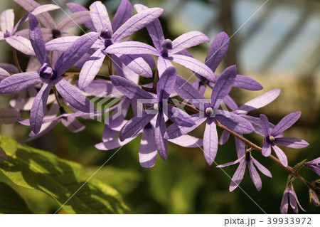 ペトレア 39933972