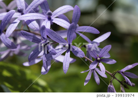 ペトレア 39933974