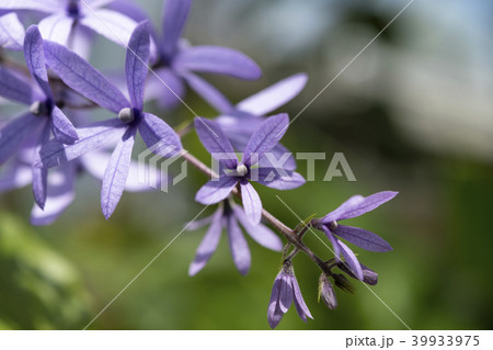 ペトレア 39933975