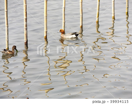 谷津干潟公園の杭の囲いを通るヒドリガモのオス 39934115