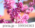 花 39934363