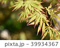 カエデ 39934367