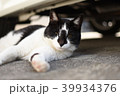猫 39934376