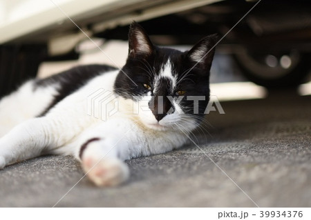 猫 猫 39934376
