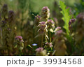 植物 39934568