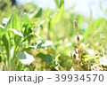 土筆 39934570