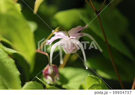 イカリソウ イカリソウ 39934737