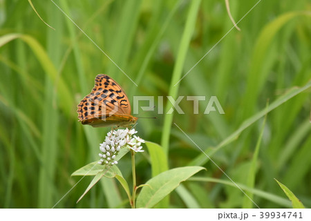 オオウラギンスジヒョウモン 39934741