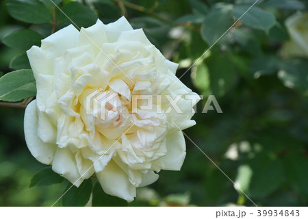 バラ（パークス・イエロー・ティ・センティッド・チャイナ） 39934843