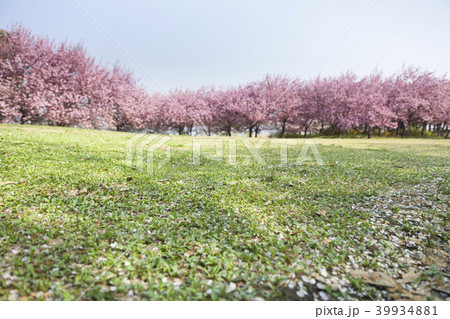 八重桜、公園 39934881
