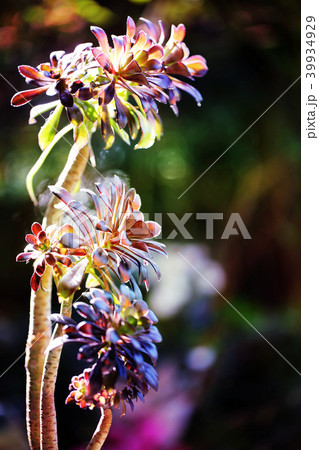 3本並んだ黒法師　カラフル　多肉 39934929