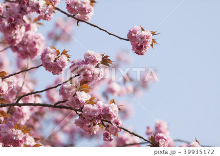 八重桜 39935172