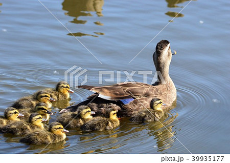 カルガモのヒナ達　池の中で 39935177