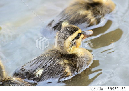 カルガモのヒナ達 池の中で カルガモのヒナ達 池の中で 39935182