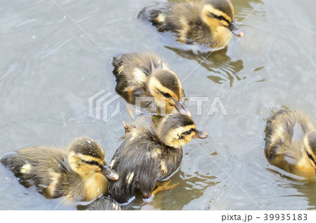 カルガモのヒナ達 池の中で カルガモのヒナ達 池の中で 39935183