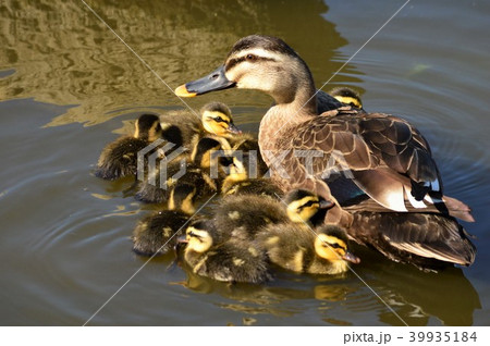 カルガモのヒナ達　池の中で 39935184