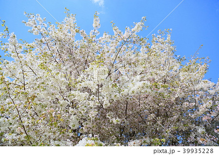 春の公園　桜満開 39935228