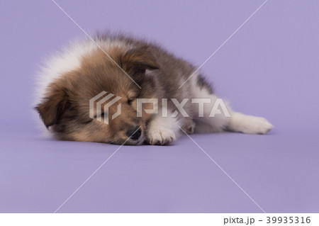 Shetland sheepdog puppy sleeping on purple Shetland sheepdog puppy sleeping on purple 39935316