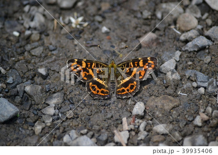 サカハチチョウ サカハチチョウ 39935406