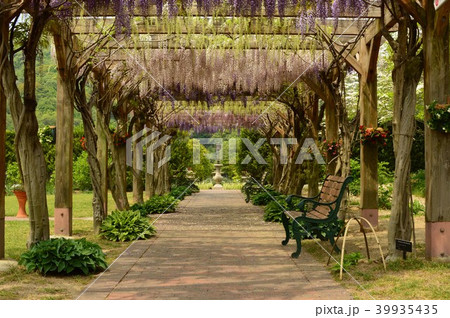 深山公園　イギリス庭園　藤の花回廊 39935435