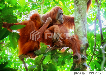 Orangutan female and cute baby. Sumatra, Indonesia Orangutan female and cute baby. Sumatra, Indonesia 39935573