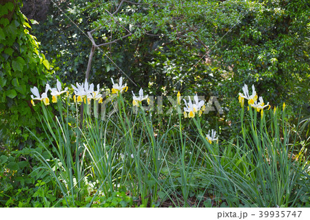 黄色に白のダッチアイリスと思われる植物の花 黄色に白のダッチアイリスと思われる植物の花 39935747