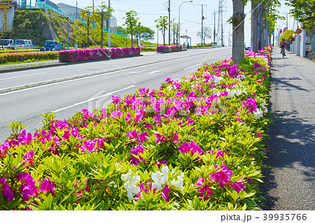 道路沿いに花が咲いたツツジの植え込みの写真素材