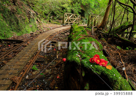 春の屋久島　縄文杉往復コースのトロッコ道とリンゴ椿の落ち花 39935888