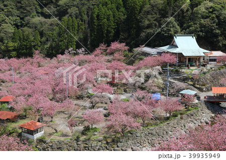 一心寺の八重桜 39935949