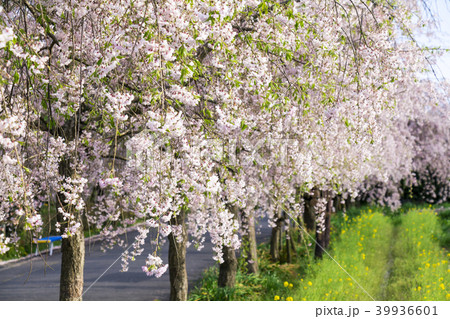 愛知県 名古屋市 東谷山フルーツパーク 枝垂桜 39936601