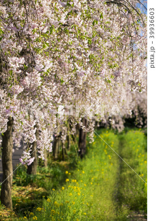 愛知県 名古屋市 東谷山フルーツパーク 枝垂桜 愛知県 名古屋市 東谷山フルーツパーク 枝垂桜 39936603