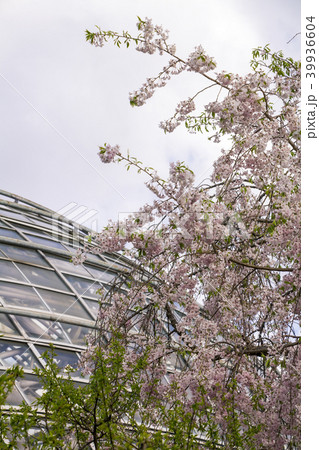 愛知県 名古屋市 東谷山フルーツパーク 枝垂桜 愛知県 名古屋市 東谷山フルーツパーク 枝垂桜 39936604