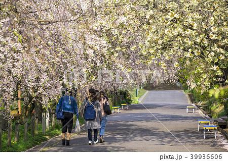 愛知県 名古屋市 東谷山フルーツパーク 枝垂桜 39936606